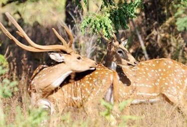 ECO WILDLIFE TOURS ODISHA